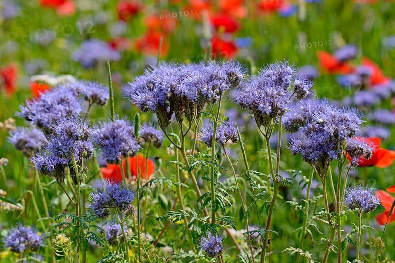 Lacy Phacelia