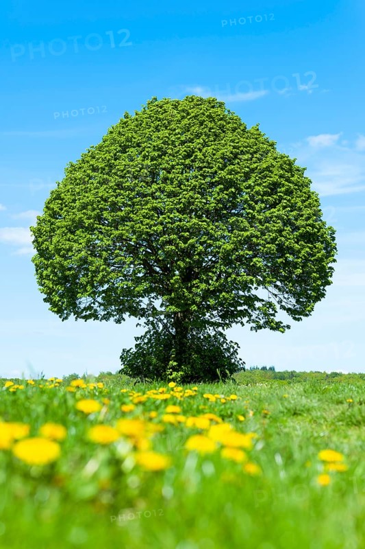 Linden tree