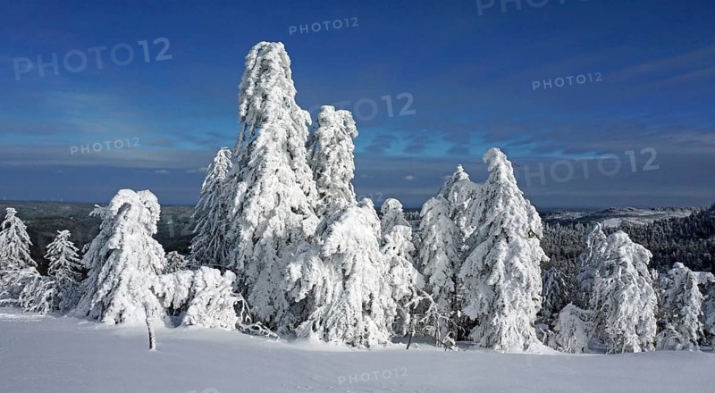 Snow-covered firs in winter landscape
