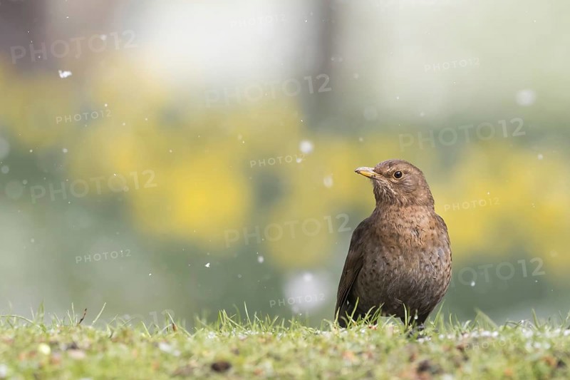 Blackbird