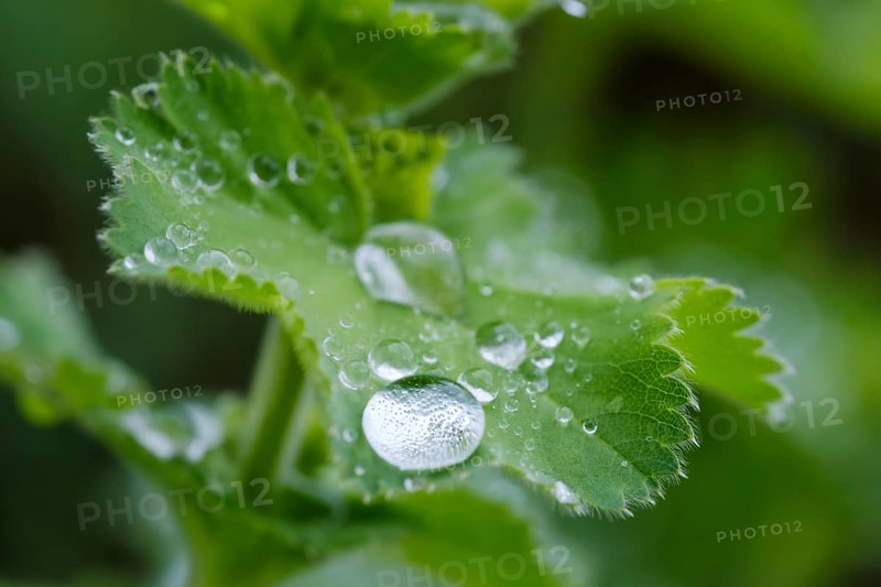 Water drops on leaves