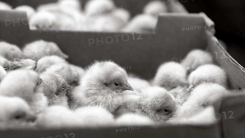 Chicken chicks