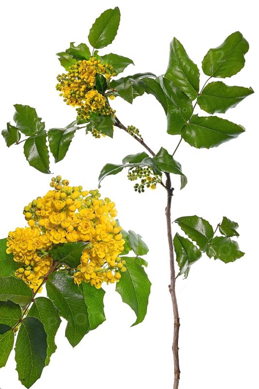 Flowering branch of a Holly