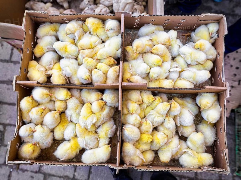 Chicken chicks