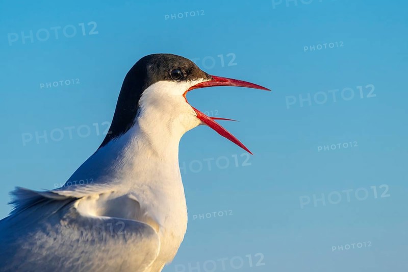 Arctic tern