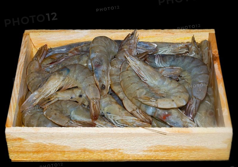 White tiger prawns