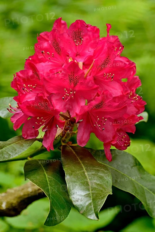 Rhododendron park Bad Sassendorf