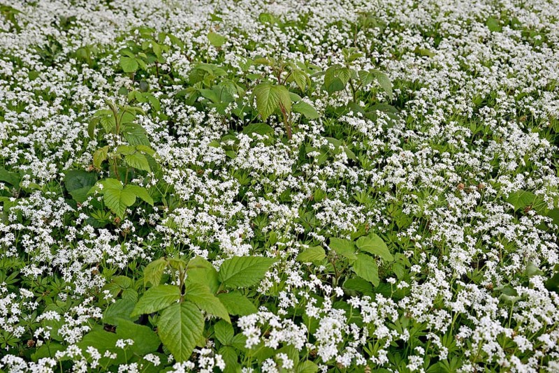 Woodruff