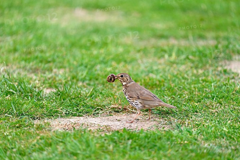 Song thrush