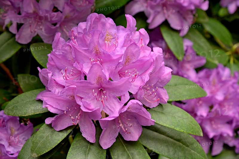 Rhododendron Park Bad Sassendorf