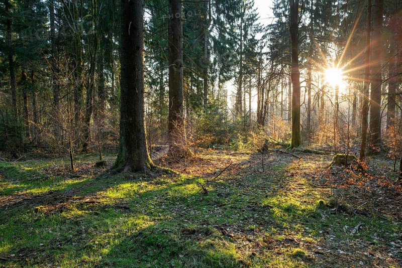 Spruce forest
