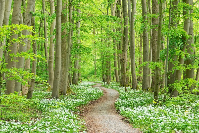 Path through deciduous forest with blooming wild garlic