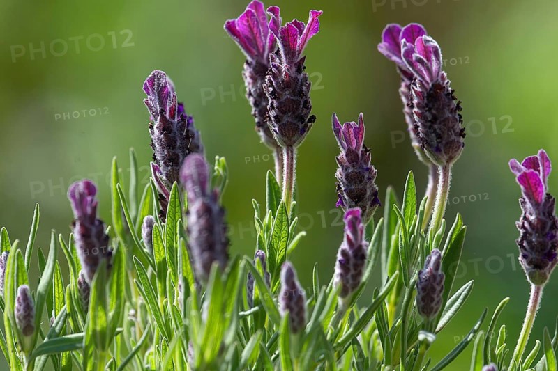French lavender