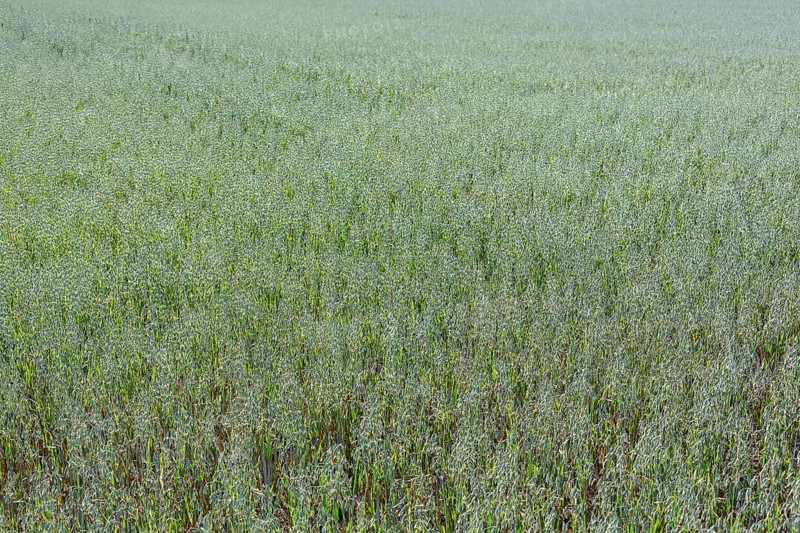 Oats