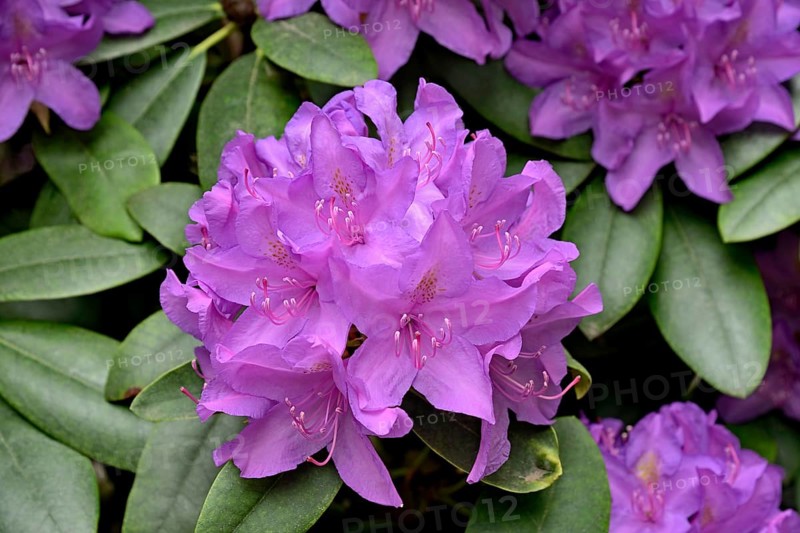 Rhododendron Park Bad Sassendorf