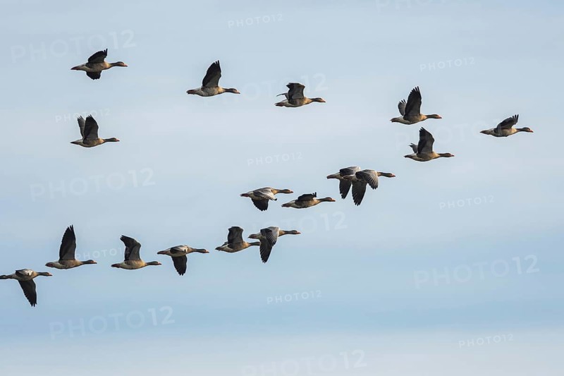Greylag Geese