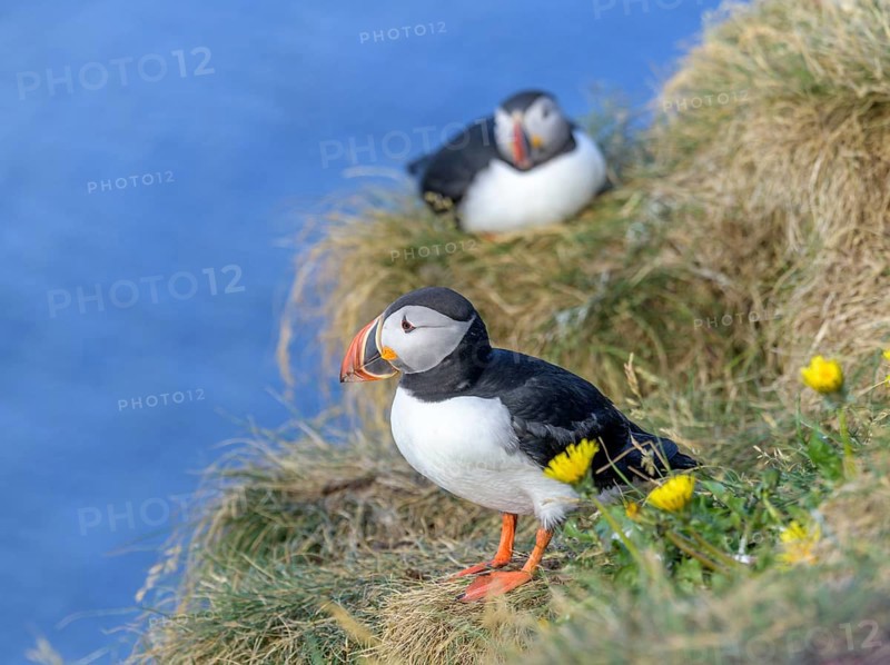 Puffin