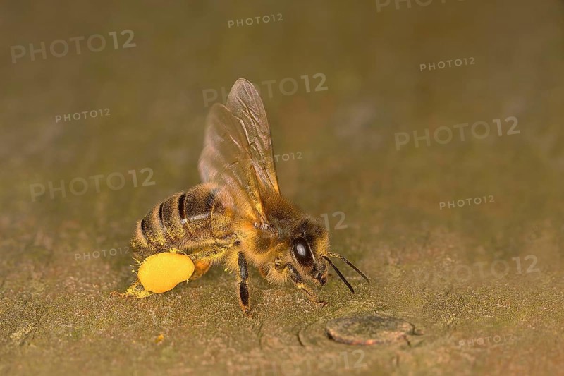 Honey bee