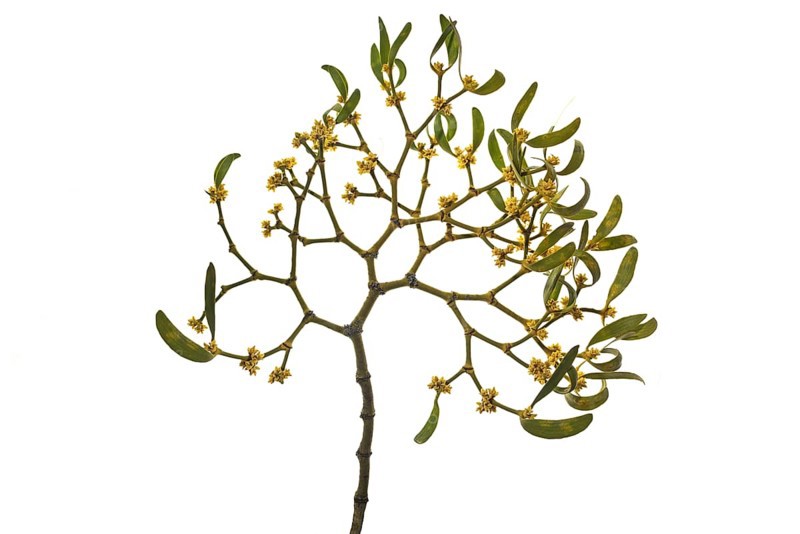 White berried mistletoe