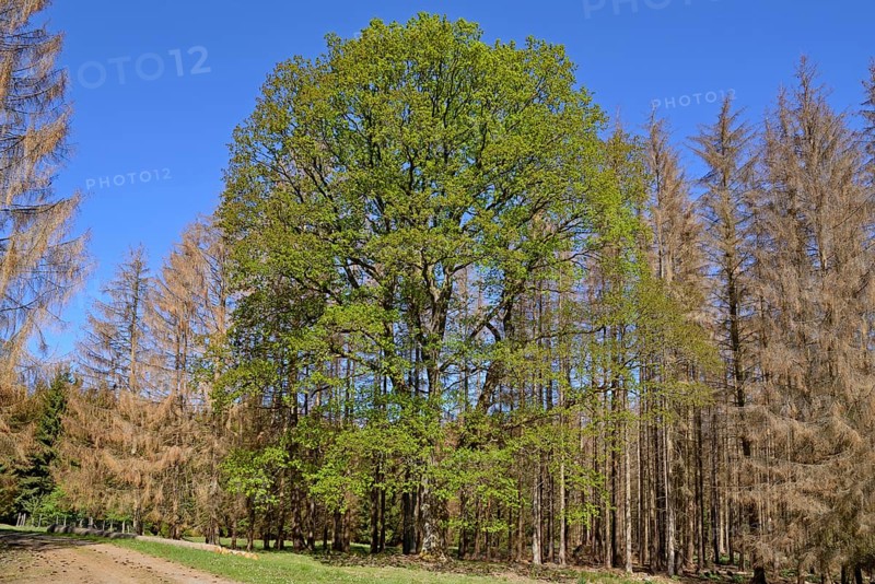 Oak