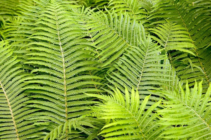 Ostrich Fern