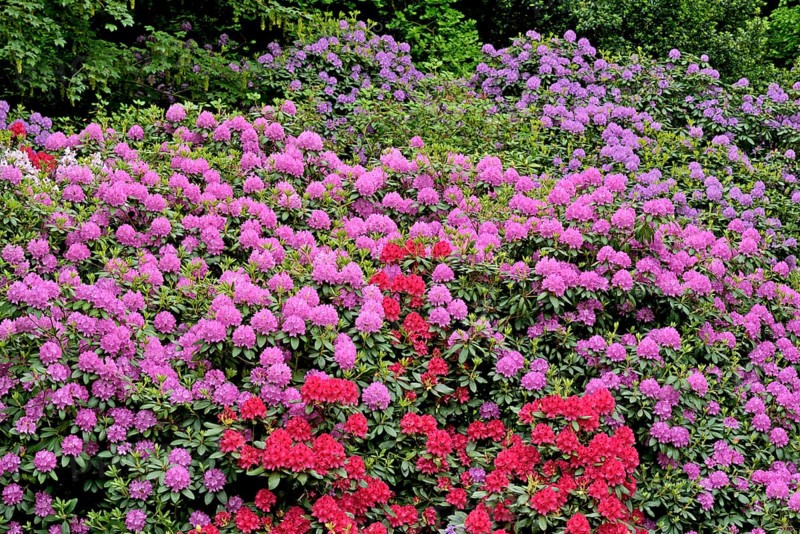 Rhododendron Park Bad Sassendorf