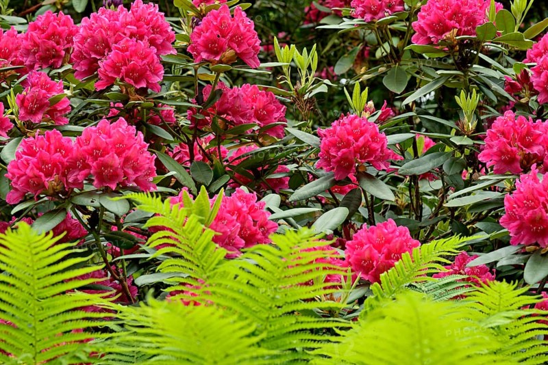 Rhododendron Park Bad Sassendorf