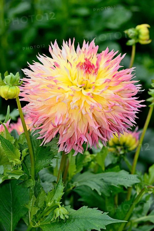 Deer antler dahlia