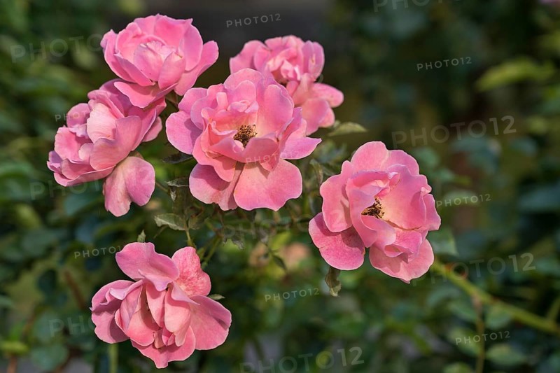 Dog rose and also dog rose
