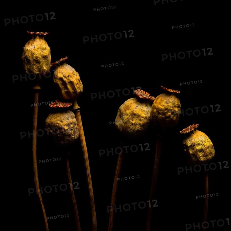 Seed pods of opium poppy against black background