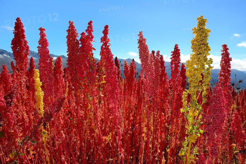 Panicles of ripe quinoa