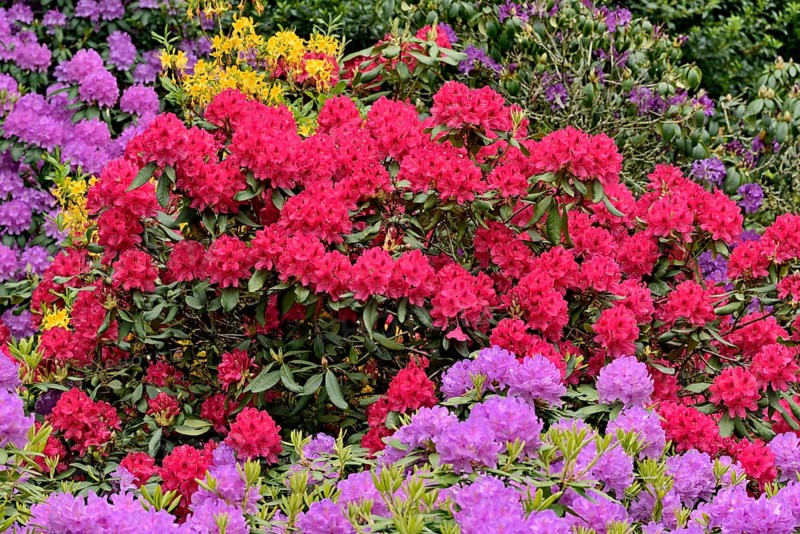 Rhododendron Park Bad Sassendorf