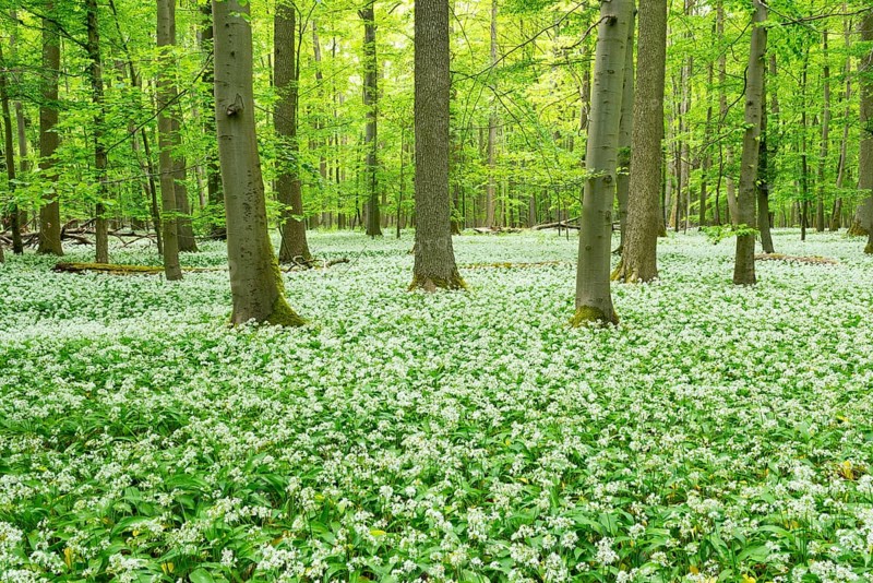 Blooming wild garlic