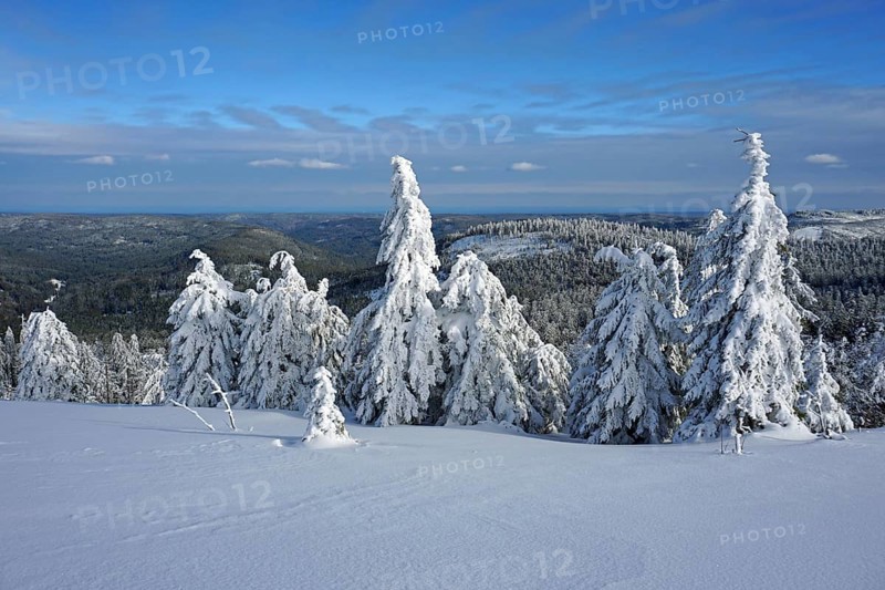 Snow-covered firs in winter landscape
