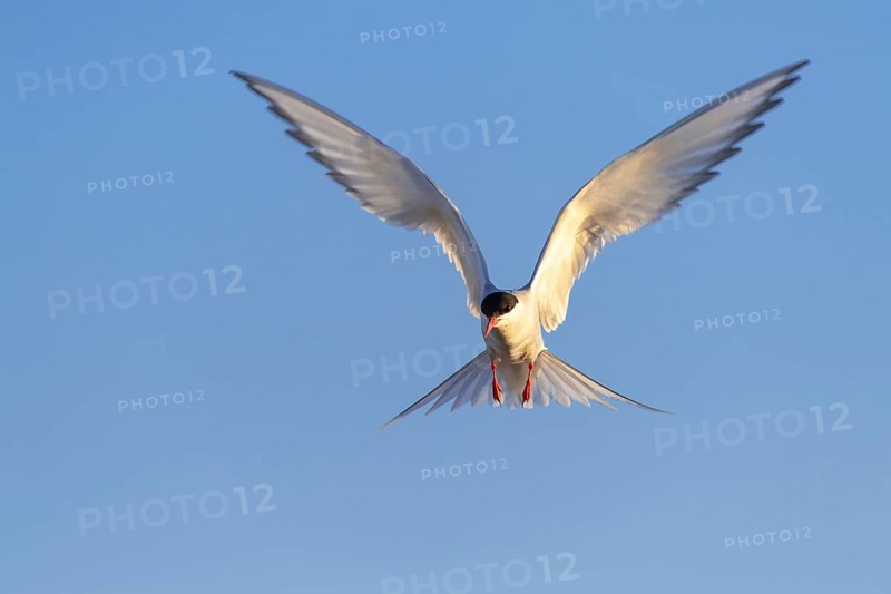Arctic tern