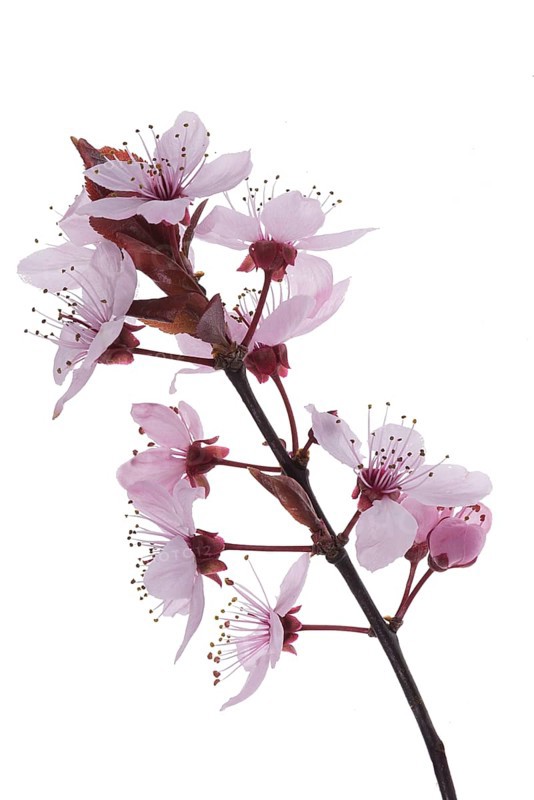 Branch of a flowering blood plum