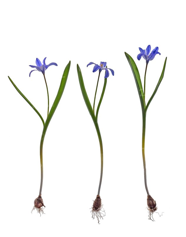 Squills