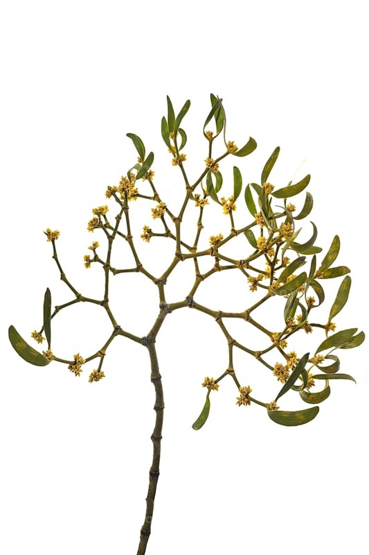 White berried mistletoe
