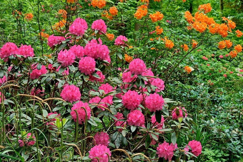 Rhododendron Park Bad Sassendorf