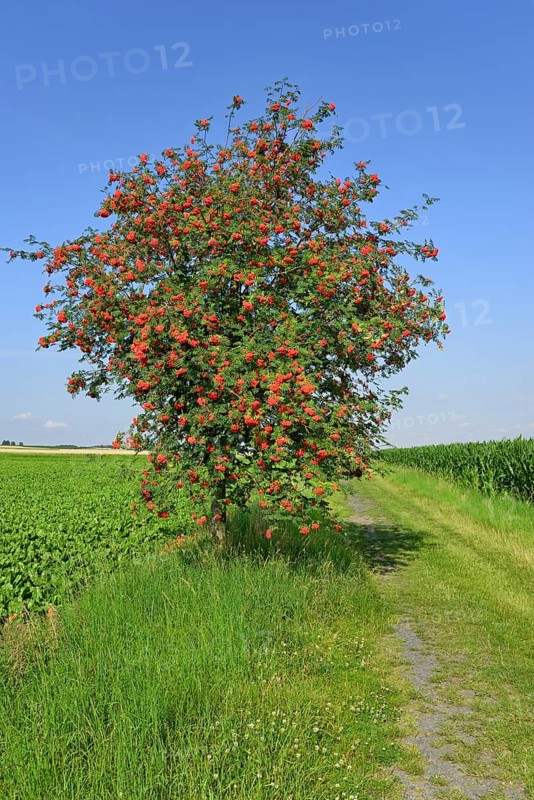European rowan