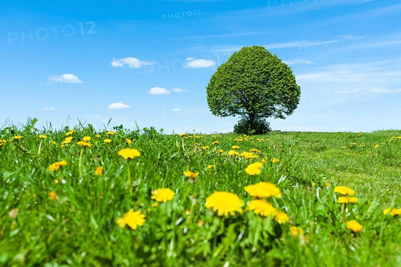Linden tree