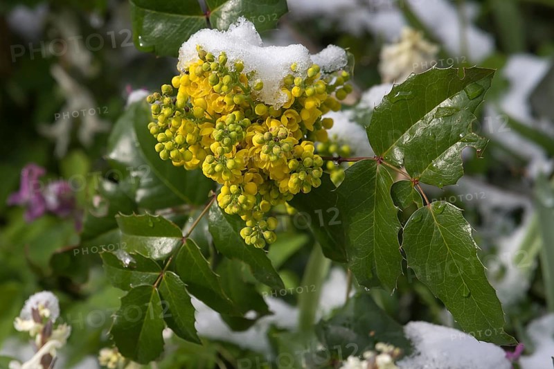 Holly