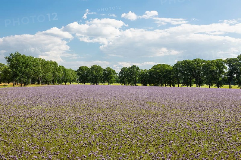 Field with bee friend