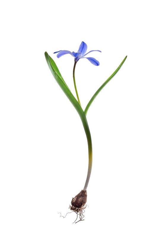 Squill