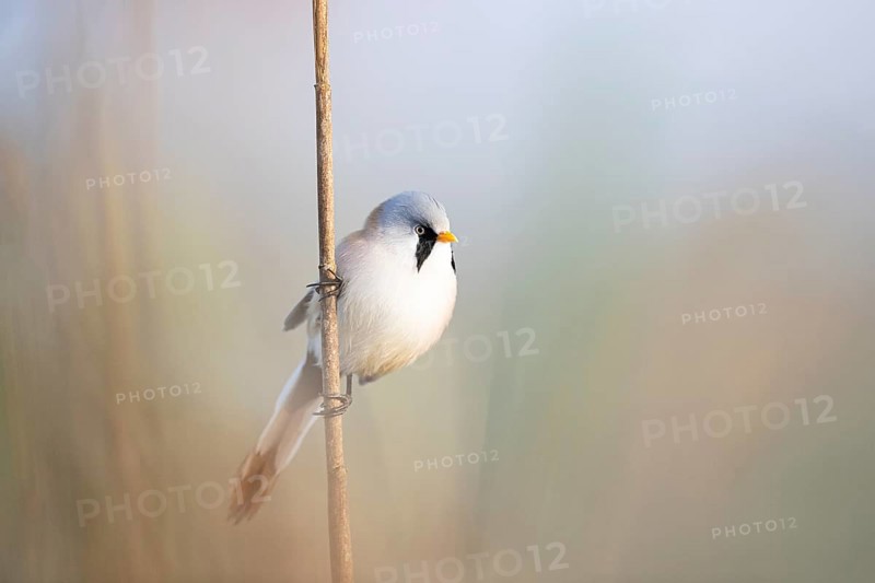 Bearded reedling