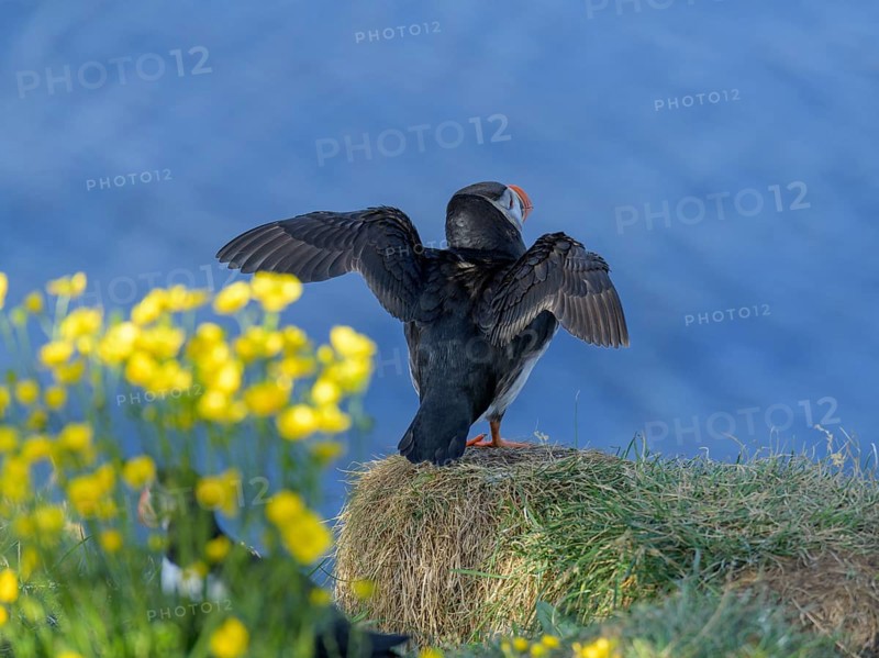Puffin