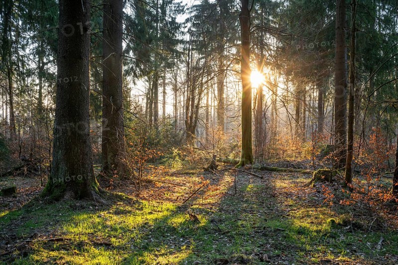 Spruce forest