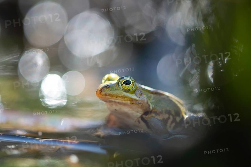 Pool frog