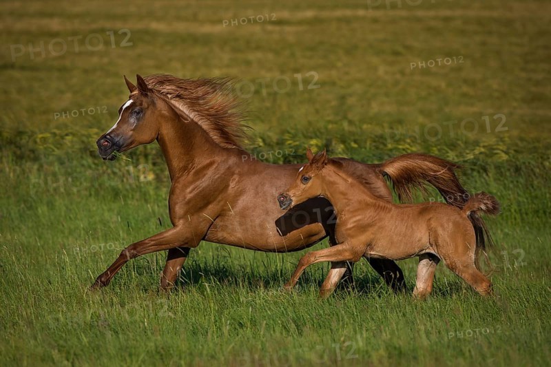 Arabian foal galloping together with the mother mare in spring on the meadow