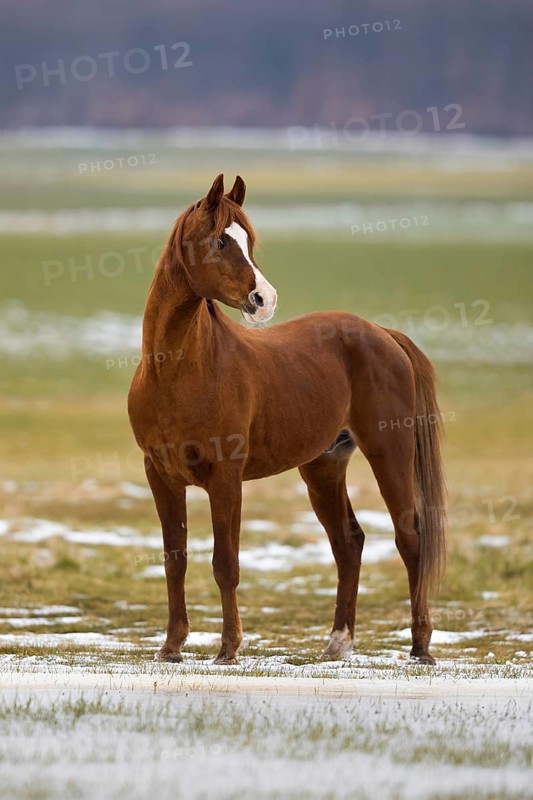 Thoroughbred Arabian stallion in winter on the pasture